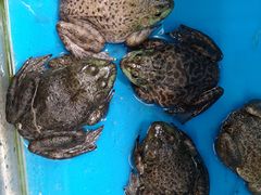 -麦德龙(郑东店)