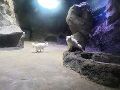 -临沂极地海洋王国
