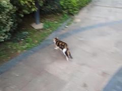 -欣宠猫屋·矮脚拿破仑·蓝金金渐层