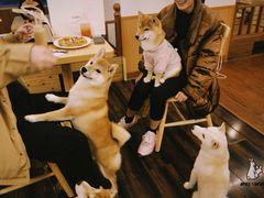 -豆柴町-柴犬主题狗咖(红鼎国际C座店)