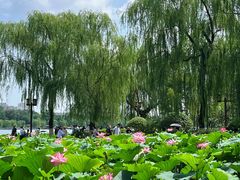 -济南大明湖景区