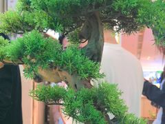 -桂满陇·蟹黄小笼汤包(巴黎春天浦建店)
