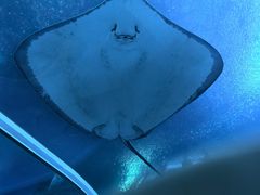 -珠海长隆海洋王国
