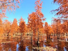 -池杉湖湿地公园