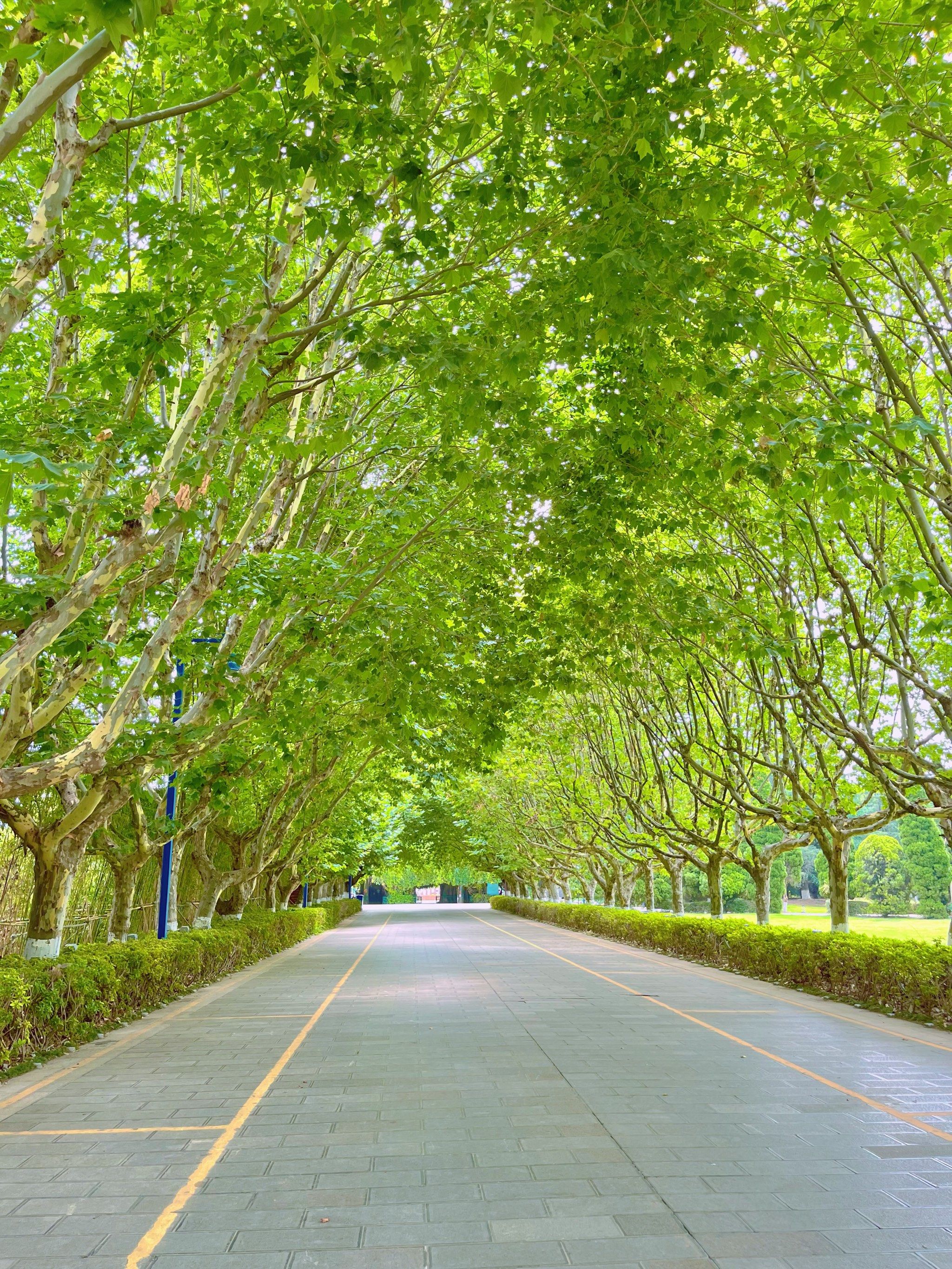 散步在这条林荫小道上