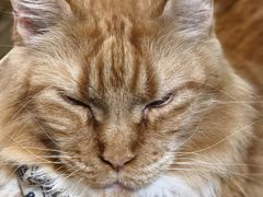 -MOCHA明星猫咖(田子坊店)