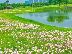 -洋湖国家湿地公园
