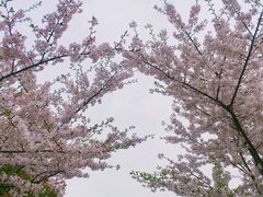 -高东镇樱花园