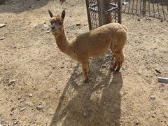 -石家庄市动物园