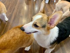 -柯斗斗主题餐厅·狗咖·围炉煮茶·茶饮(国瑞升平里店)