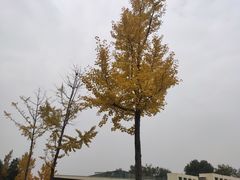 -洋湖国家湿地公园