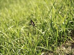 -福建鲤鱼洲酒店