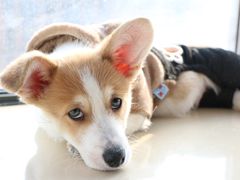 -翊宠yipet猫狗购宠庄园犬舍•猫舍