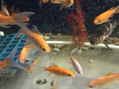 -苏州海洋馆