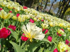 -上海鲜花港