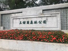 -王借岗森林公园