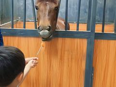 -骑乐马术(广州天河律动PARK中心)