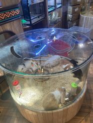 -卡通尼·Safari非洲探索乐园·生日会(金桥国际商业广场店)