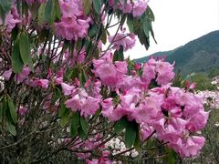 -井冈山风景名胜区