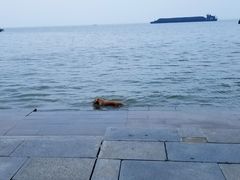 -湖南东洞庭湖国家级自然保护区