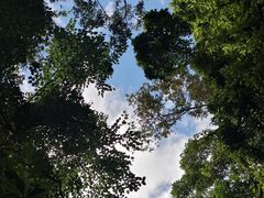 -莫里热带雨林景区