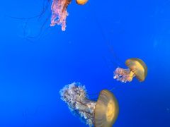 -太平洋海底世界