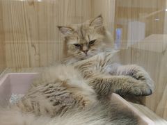 -屋虎猫馆(宝安大仟里店)