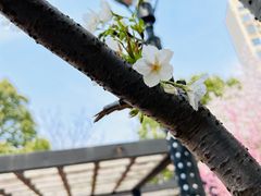 -高东镇樱花园
