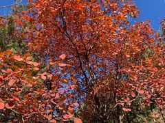 -北京十三陵国家森林公园蟒山景区
