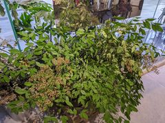 -植物学家的女儿(北马道巷店)