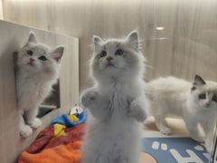 -喵zoo家庭繁育猫舍(尖东智能花园店)
