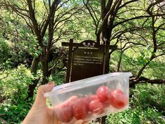 -阳台山自然风景区