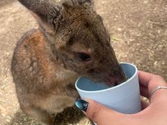 -费瑟代尔野生动物园