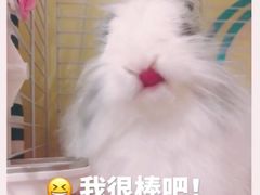 -北京观赏动物医院·24小时大型综合·猫专科·异宠专科