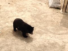 -石家庄市动物园