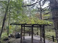 -五营红松林海景区