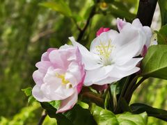 -海棠花溪(元大都城垣遗址公园)