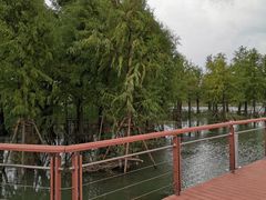 -贡湖湾湿地公园