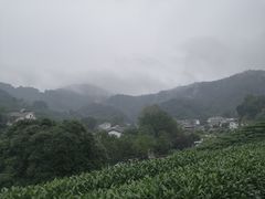 -龙井村