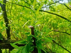 -西湖风景区-江洋畈生态公园