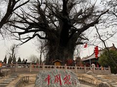 -大槐树寻根祭祖园