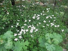 -洛阳白云山景区