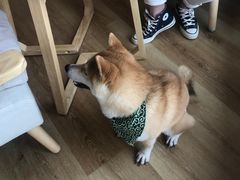 -柴犬小屋·柴餐厅·狗咖食堂(金鼎广场店)