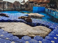 -海合安成都极地海洋公园