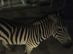 -清迈夜间动物园