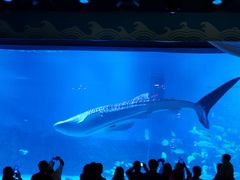 -烟台海昌鲸鲨海洋公园