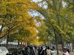 -三里屯东五街银杏大道