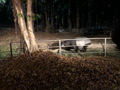 -清迈夜间动物园