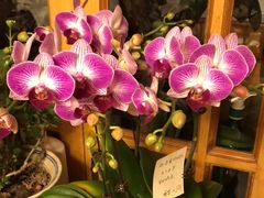 -宝鸡东道花鸟鱼虫市场(吉利花园商场店)