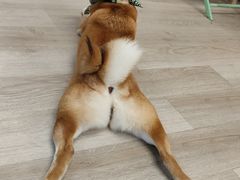 -柴迷FANS CLUB·柴犬狗咖·猫咖